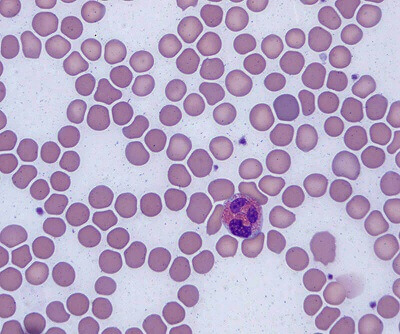 Cells on Microscope Slide